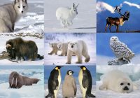 7 Animals To See In The Arctic
